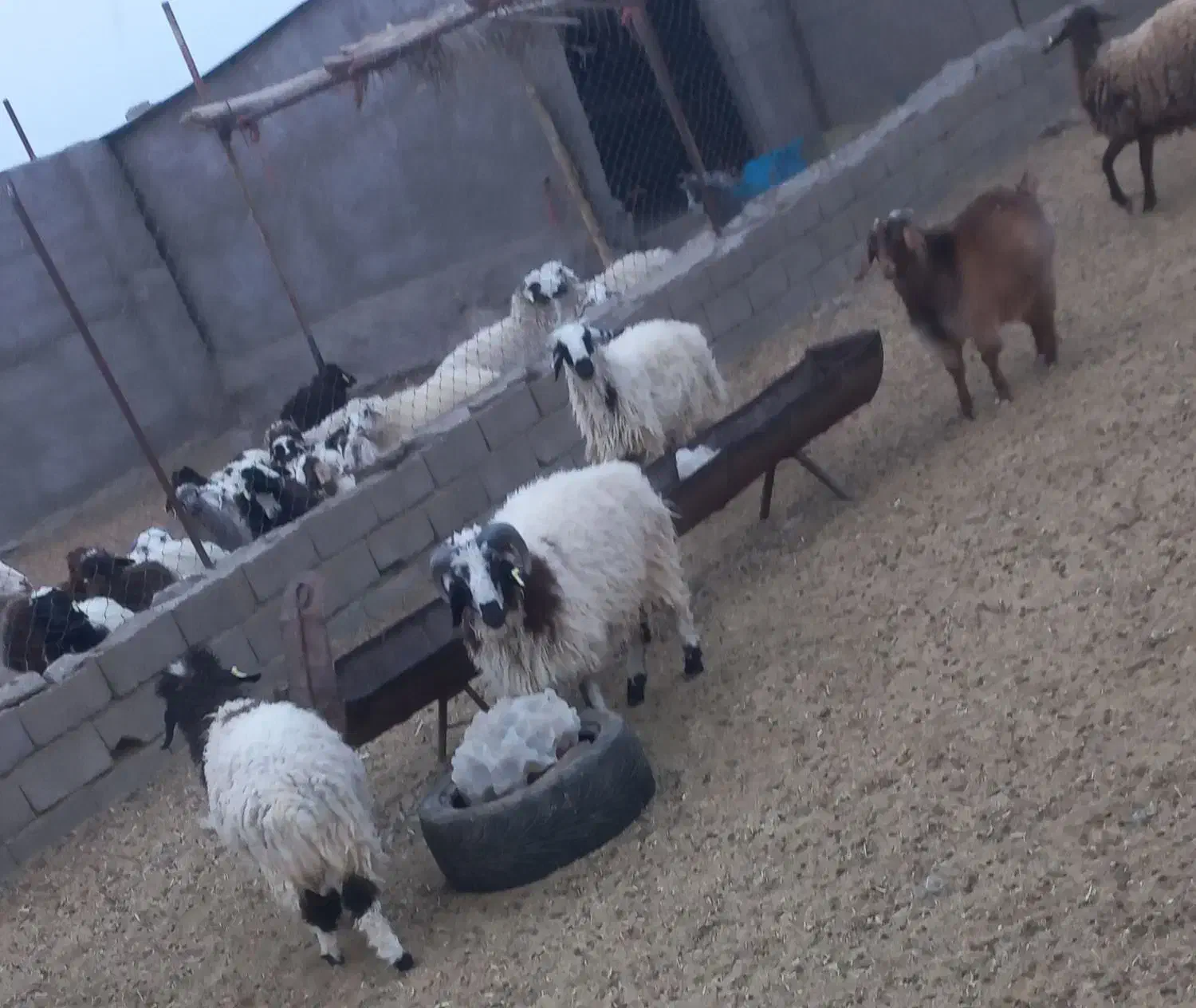 بره چاق کهره چاق بزچاق|حیوانات مزرعه|بافت, |دیوار