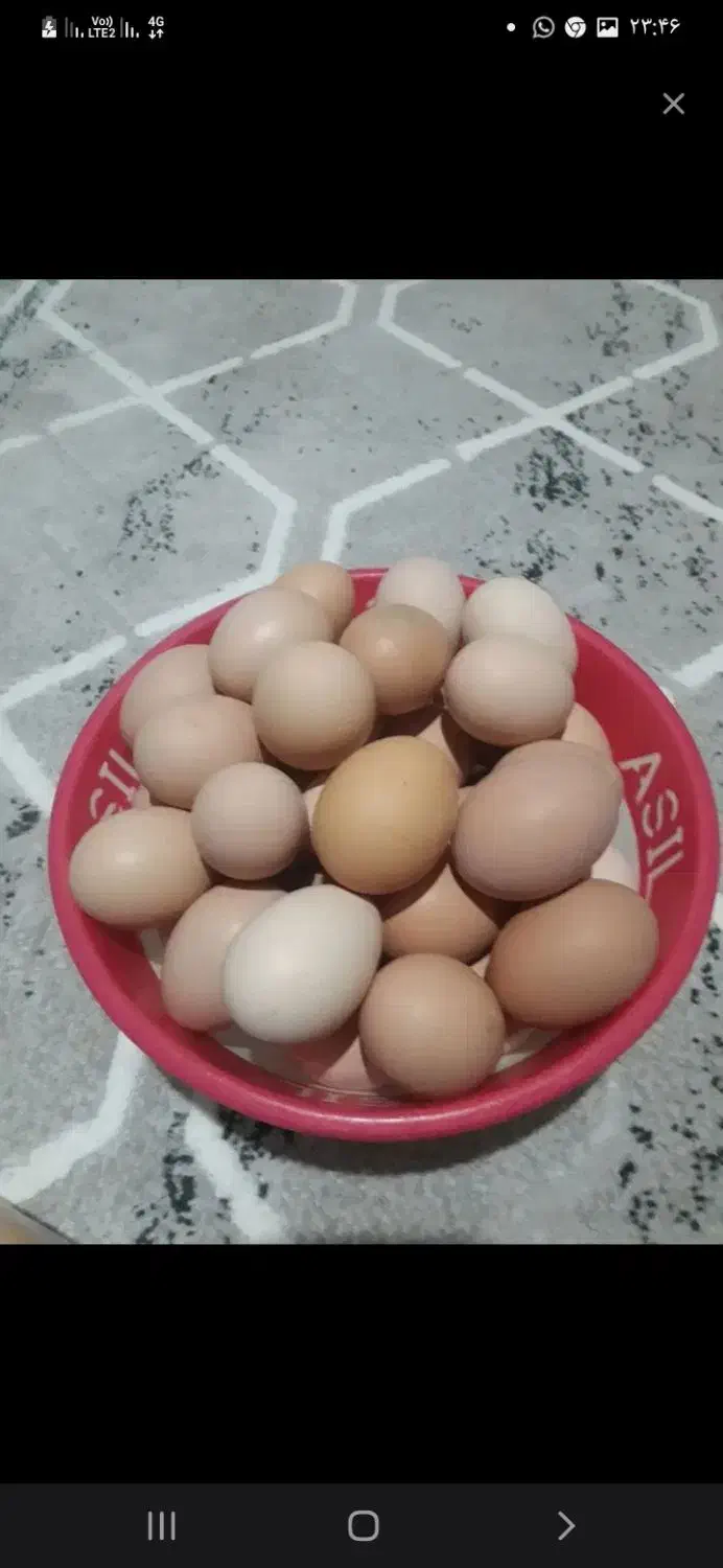 تخم مرغ محلی|خوردنی و آشامیدنی|صحنه, |دیوار