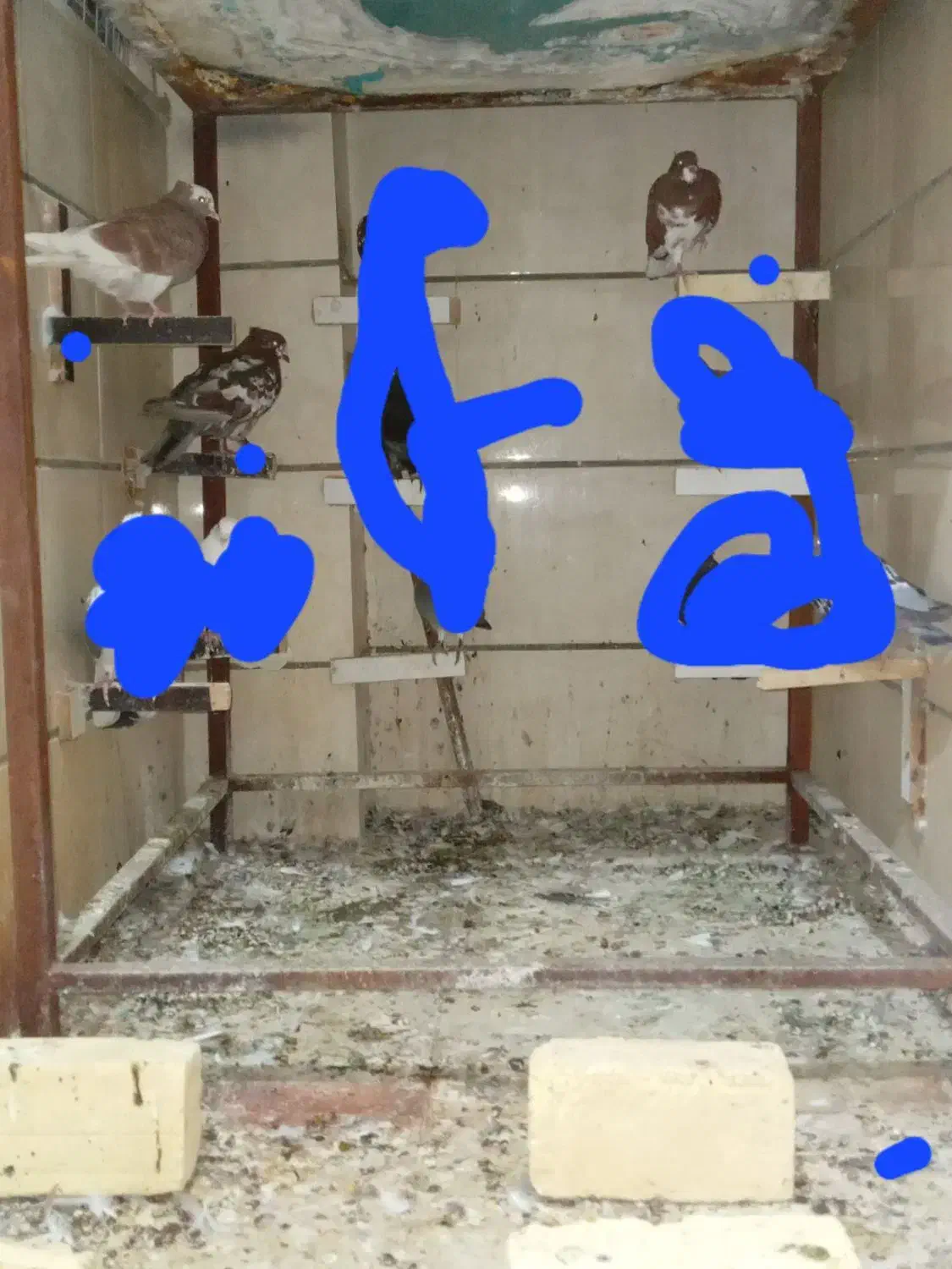 حراج کبوتر|پرنده|شیراز, احمدآباد|دیوار