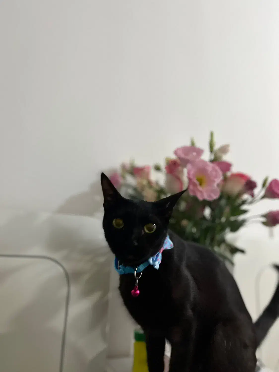 گربه مشکی با قلاده ابی گمشده|حیوانات|اهواز, سیصد دستگاه|دیوار