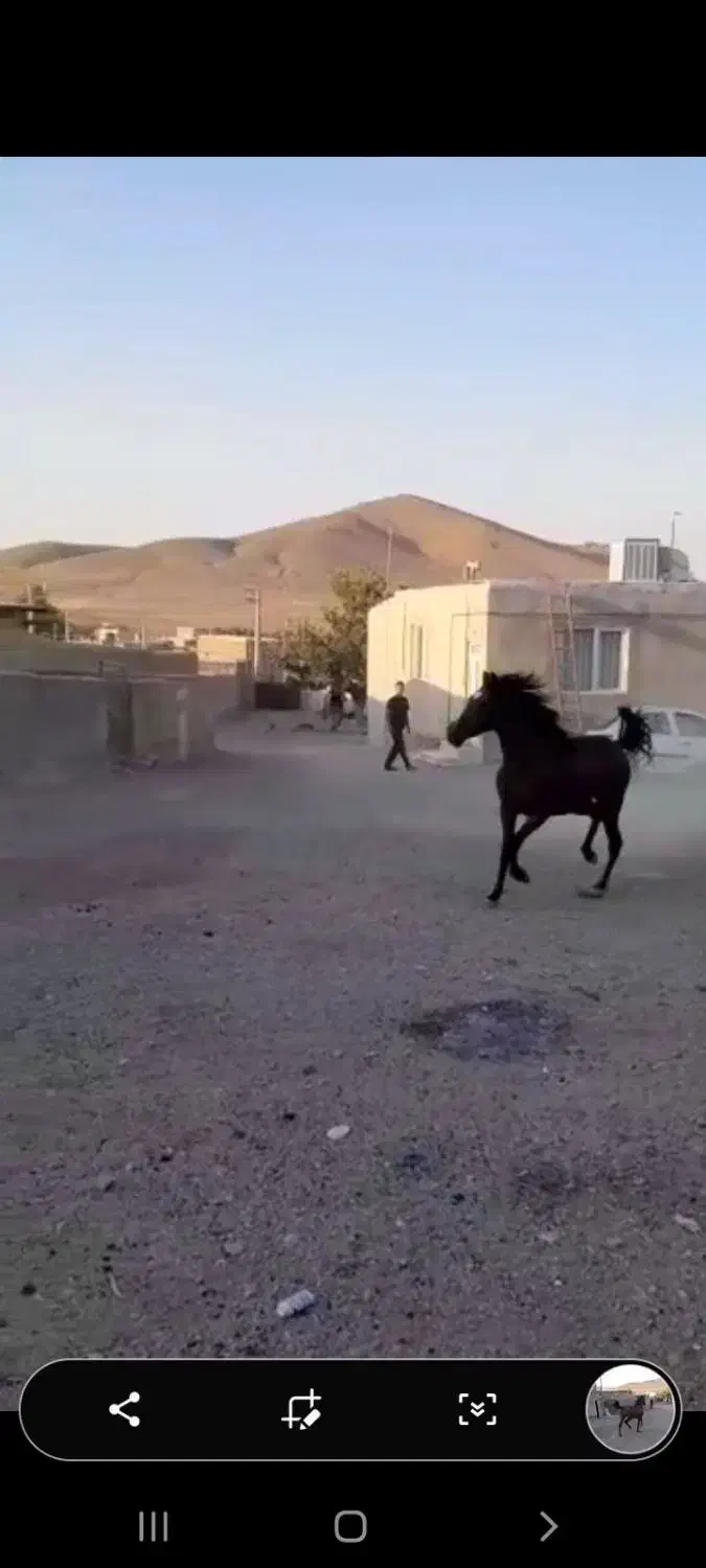 فروش کره اسب مادیان سن ۲ سال نیم نژاد درشور|اسب و تجهیزات اسبسواری|ملایر, |دیوار