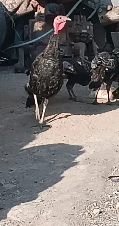 بوقلمون|حیوانات مزرعه|دلبران, |دیوار