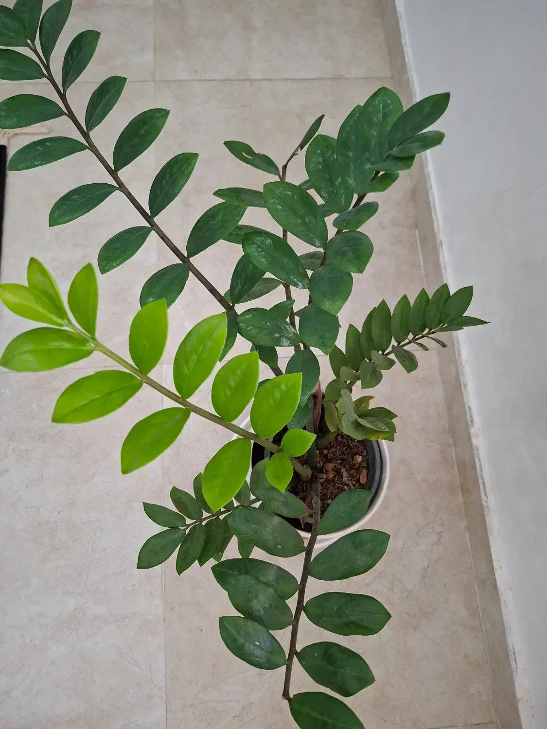 گل طبیعی|گل و گیاه طبیعی|جم, |دیوار