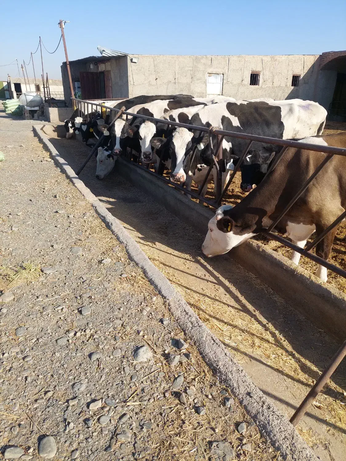 گاو شیری درجه یک|حیوانات مزرعه|نیشابور, شریعتی|دیوار