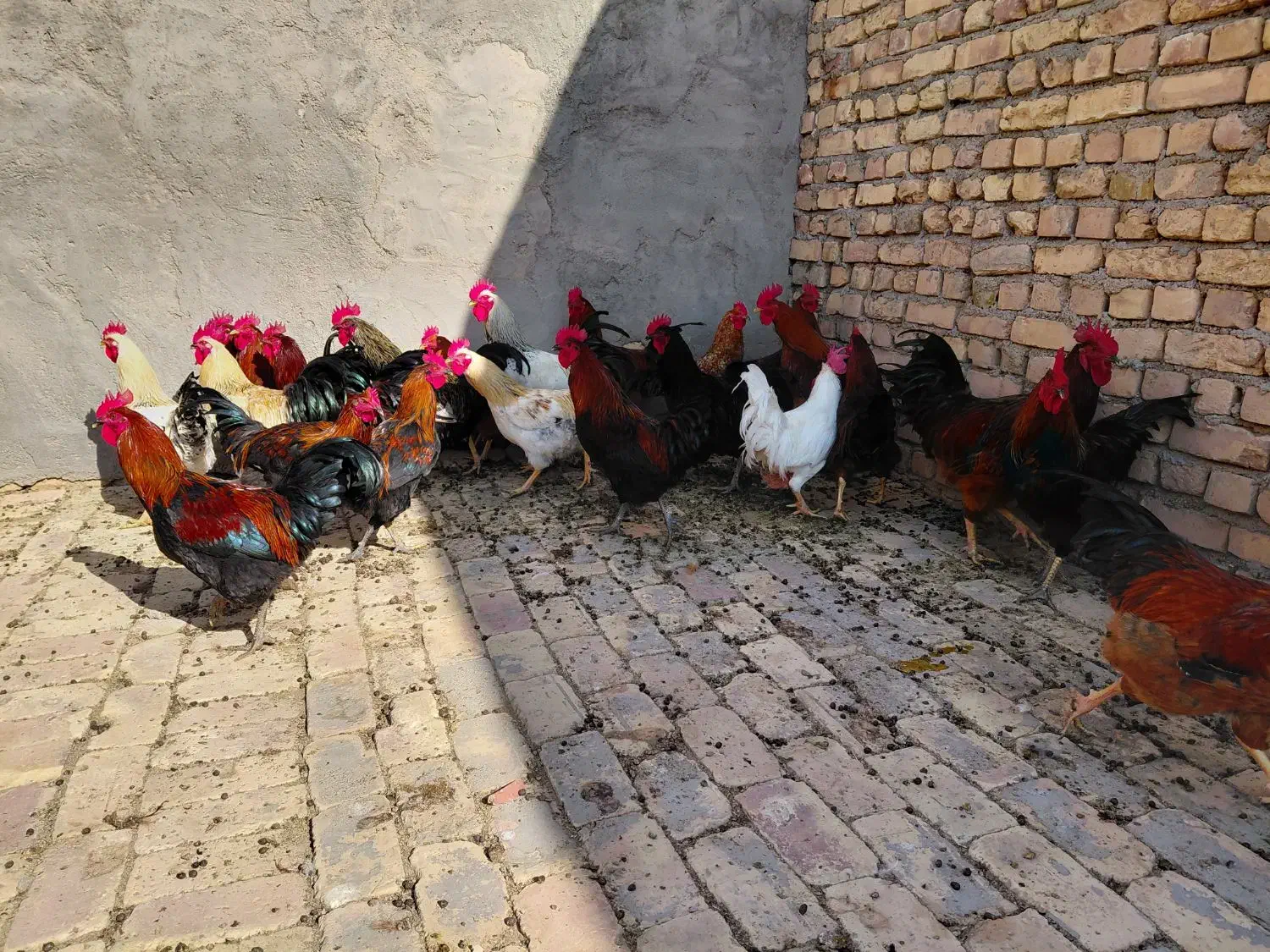 خروس محلی|حیوانات مزرعه|بوئین زهرا, |دیوار