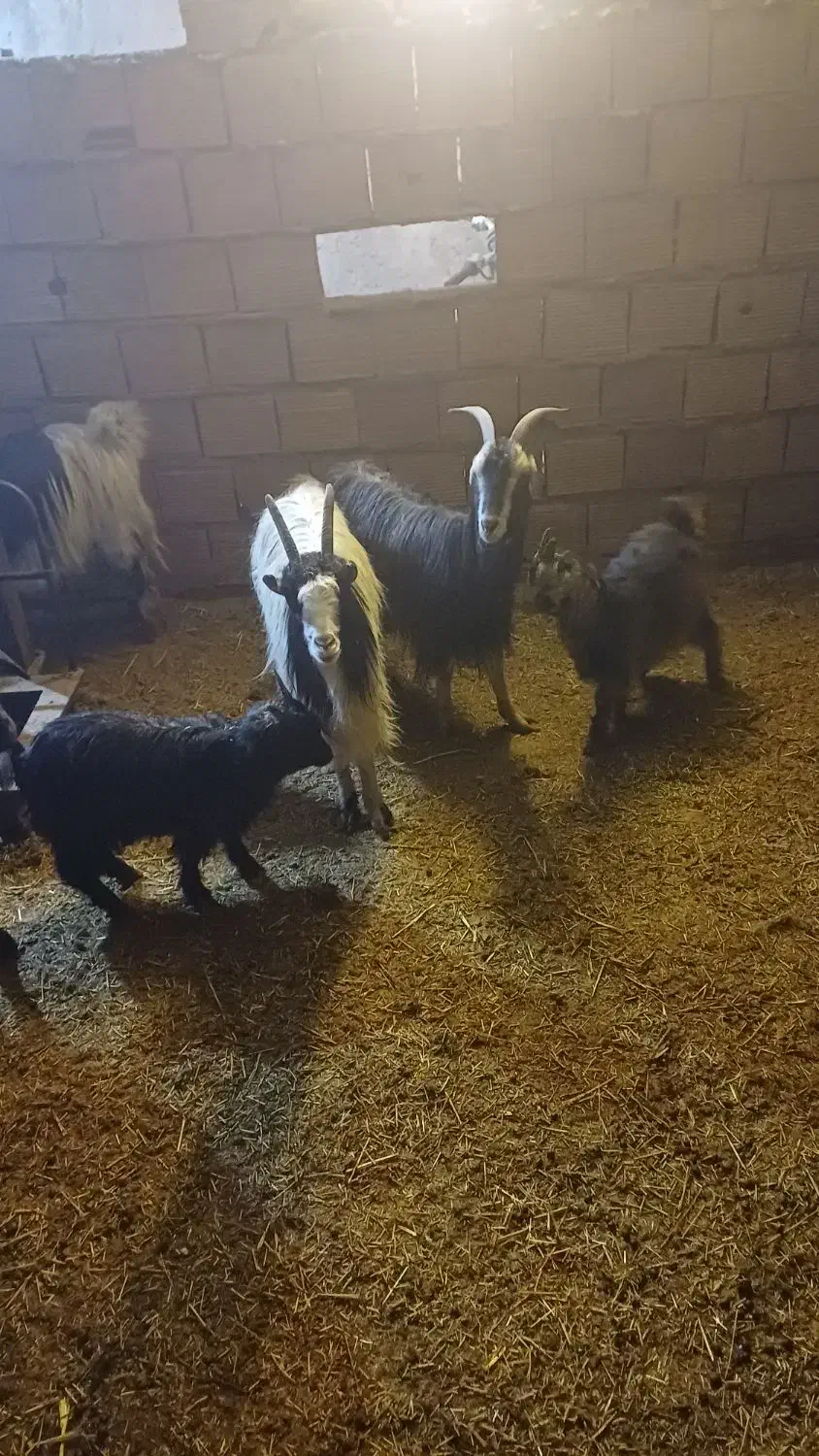 بز و بزغاله|حیوانات مزرعه|لواسان, |دیوار