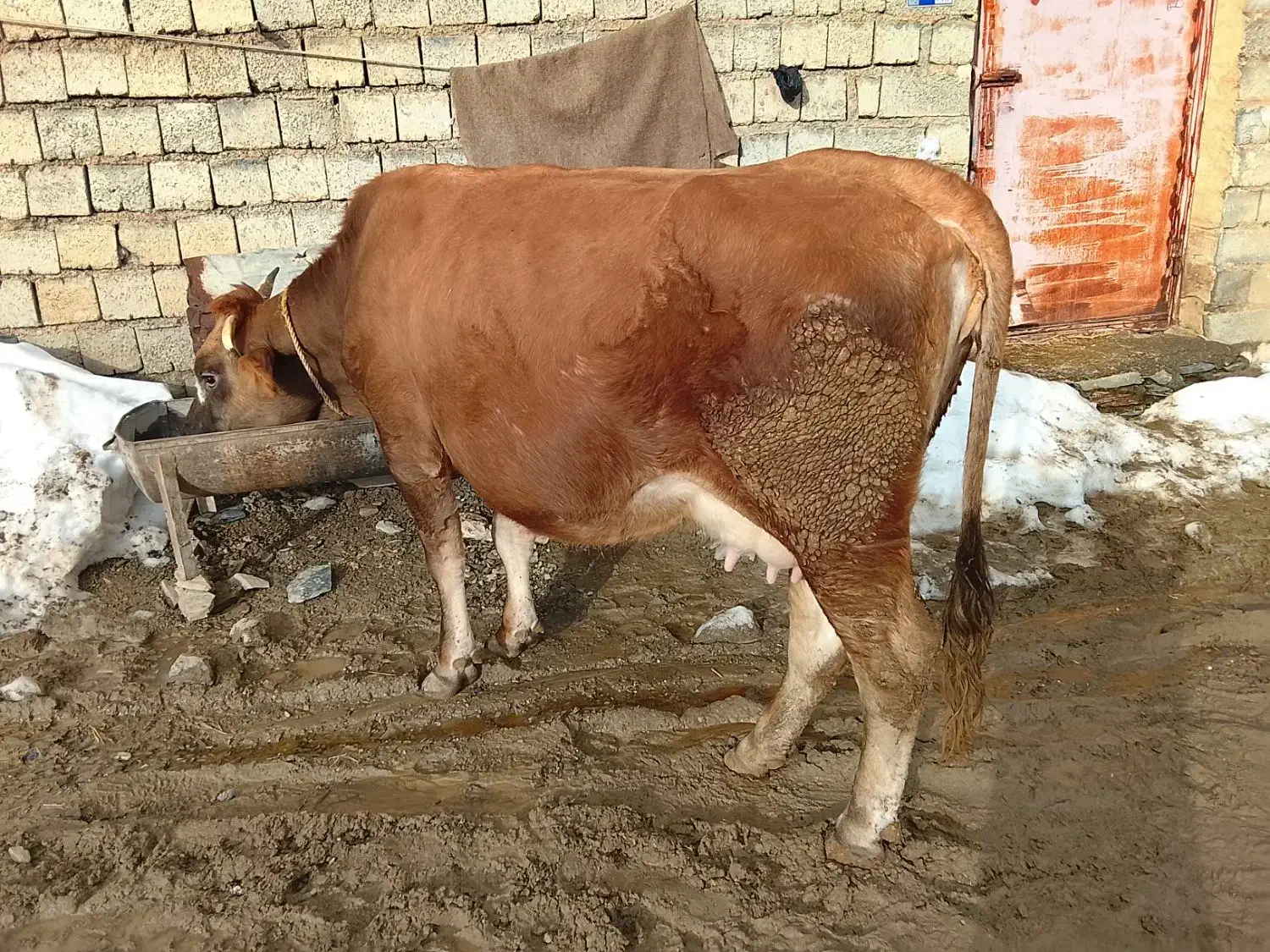 گاو مولد|حیوانات مزرعه|خلیفان, |دیوار