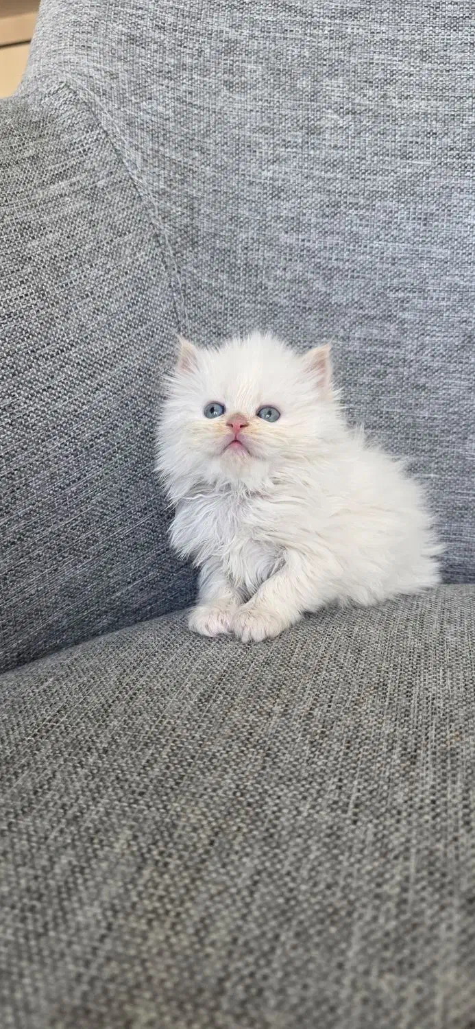 پرشین های زیبا و خاص|گربه|کرج, عظیمیه|دیوار