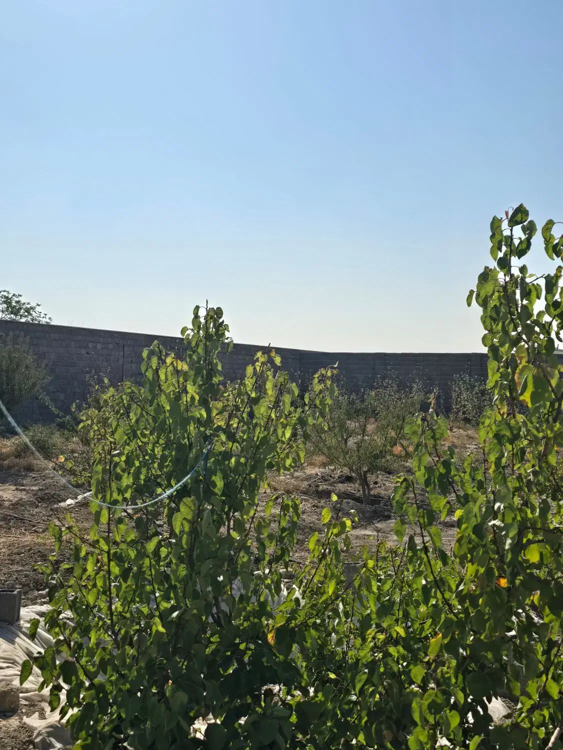 باغ و باغچه ۲۱۰ متری.برق گاز اب.سندتک برگ|فروش زمین و ملک کلنگی|وحیدیه, |دیوار