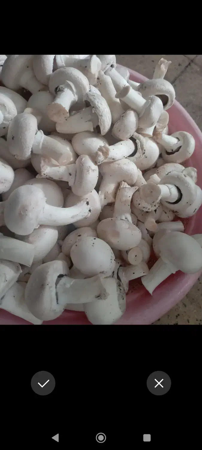 قارچ کیلو 140|خوردنی و آشامیدنی|کوهدشت, |دیوار