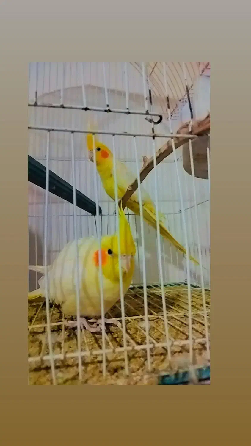 عروس|پرنده|گنبد کاووس, |دیوار