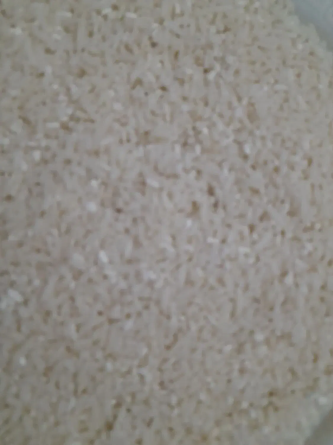 نیم دانه ریز|خوردنی و آشامیدنی|رشت, گلزاران|دیوار