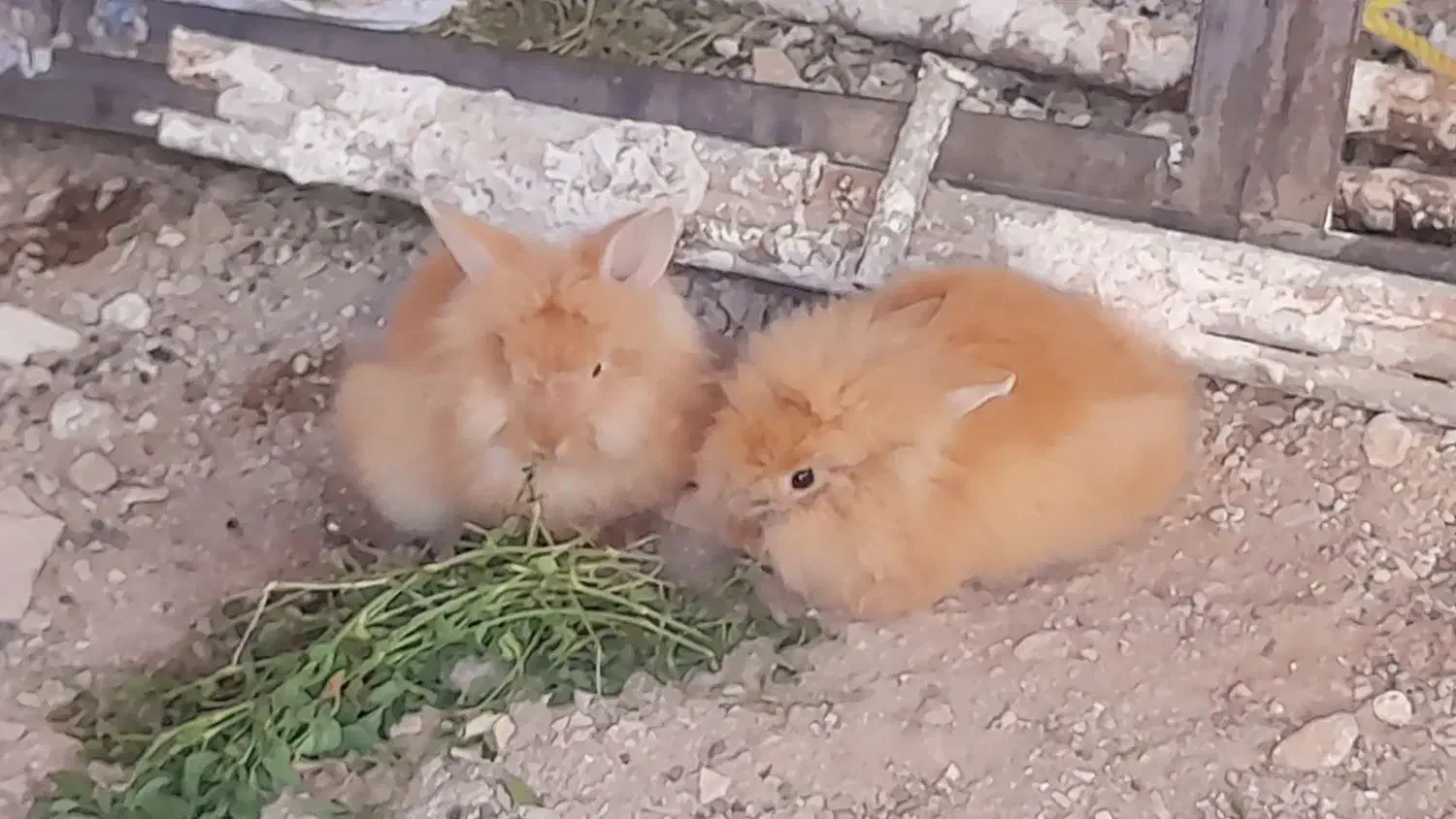 خرگوش لوپ طلایی جفت|موش و خرگوش|خواف, |دیوار