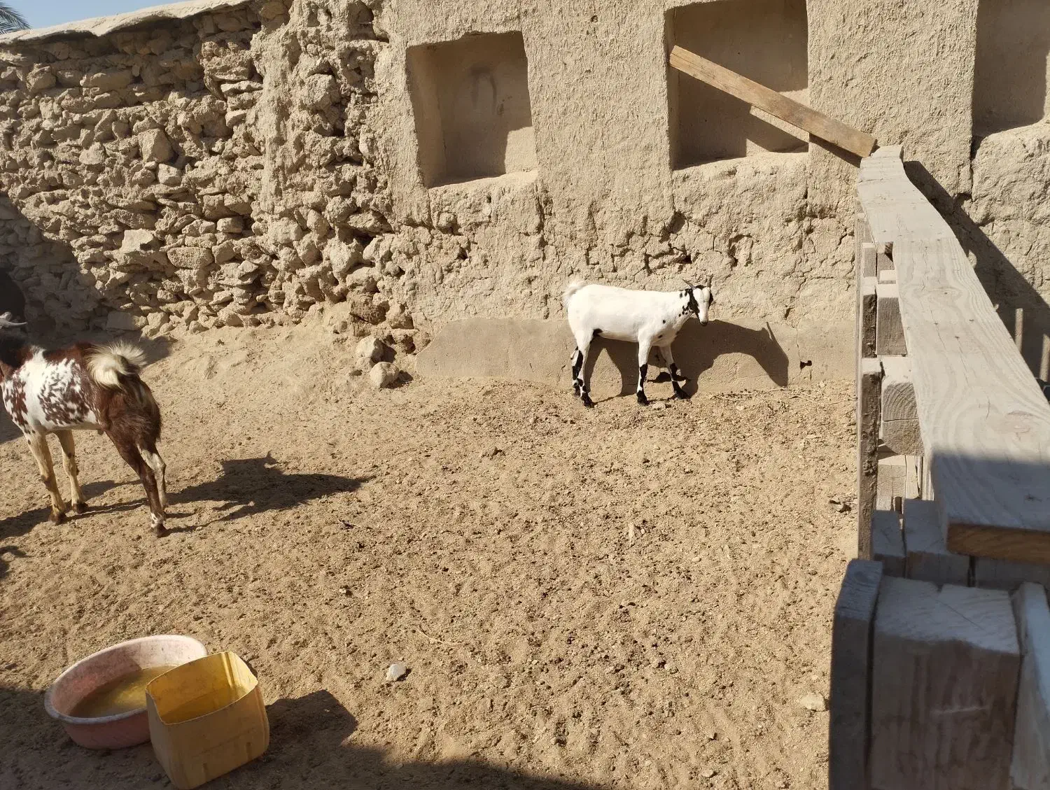 دامداری رمکان|حیوانات مزرعه|قشم, |دیوار