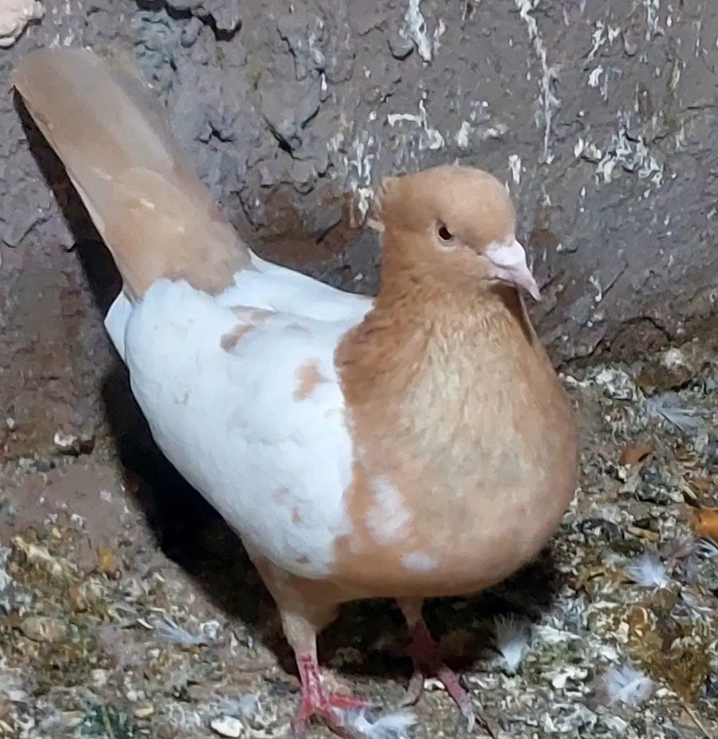 طوقی|حراج|رفسنجان, |دیوار