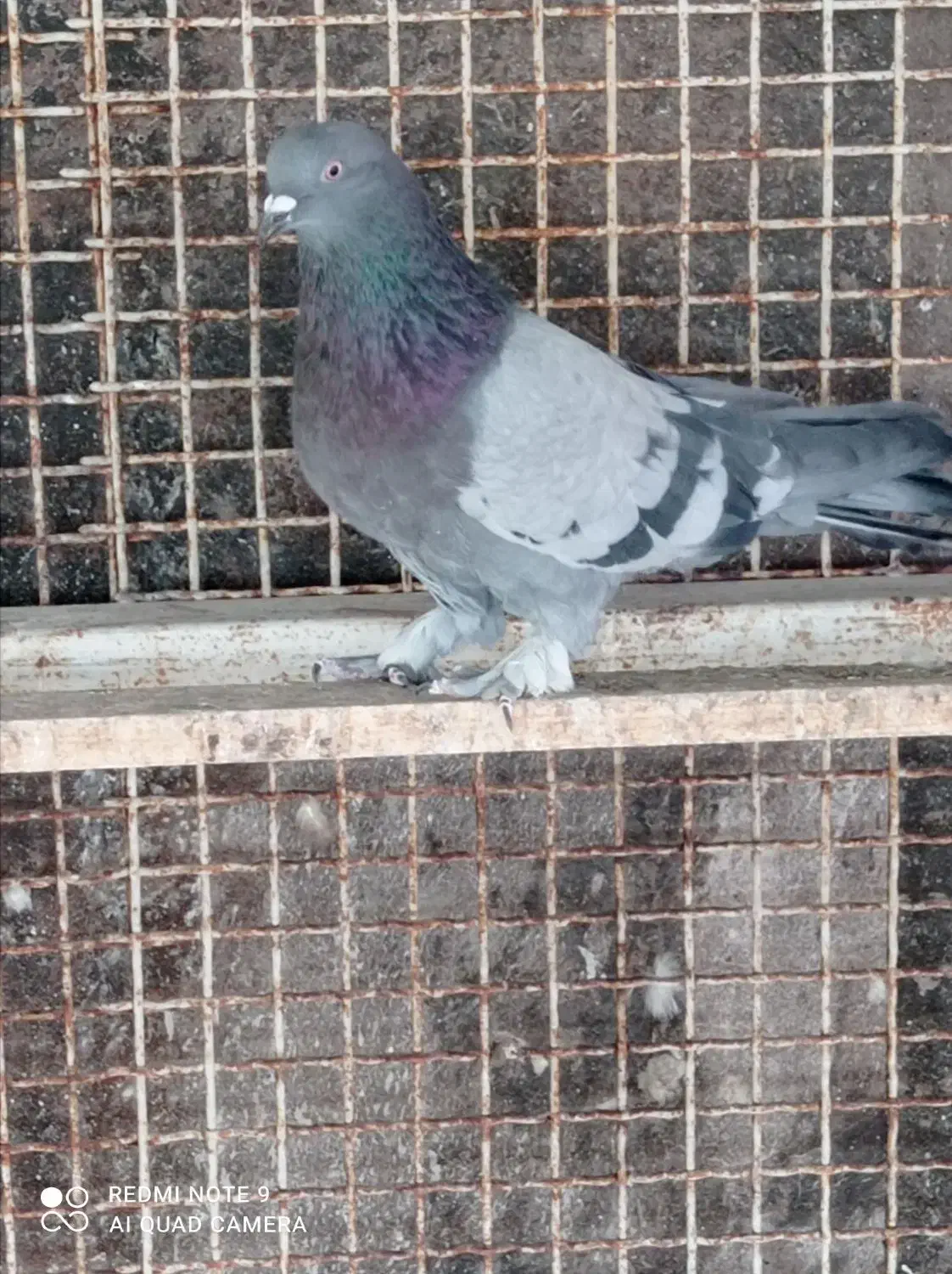 درود یه ماده کاغذی ویا نربرجی پر|پرنده|خمینی‌شهر, |دیوار