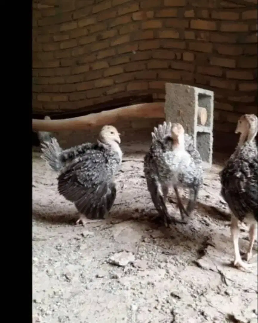 جوجه بوقلمون برنز و بوربون 2ماهه|حیوانات مزرعه|شیراز, دروازه قران|دیوار