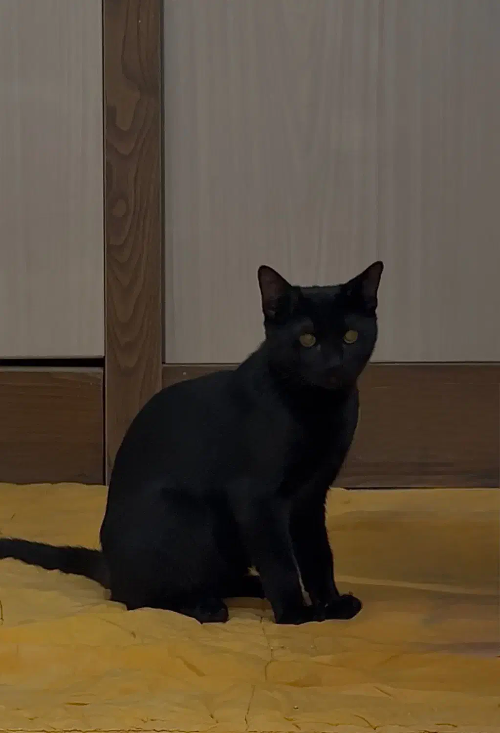 واگذار میشود|گربه|بندرعباس, |دیوار