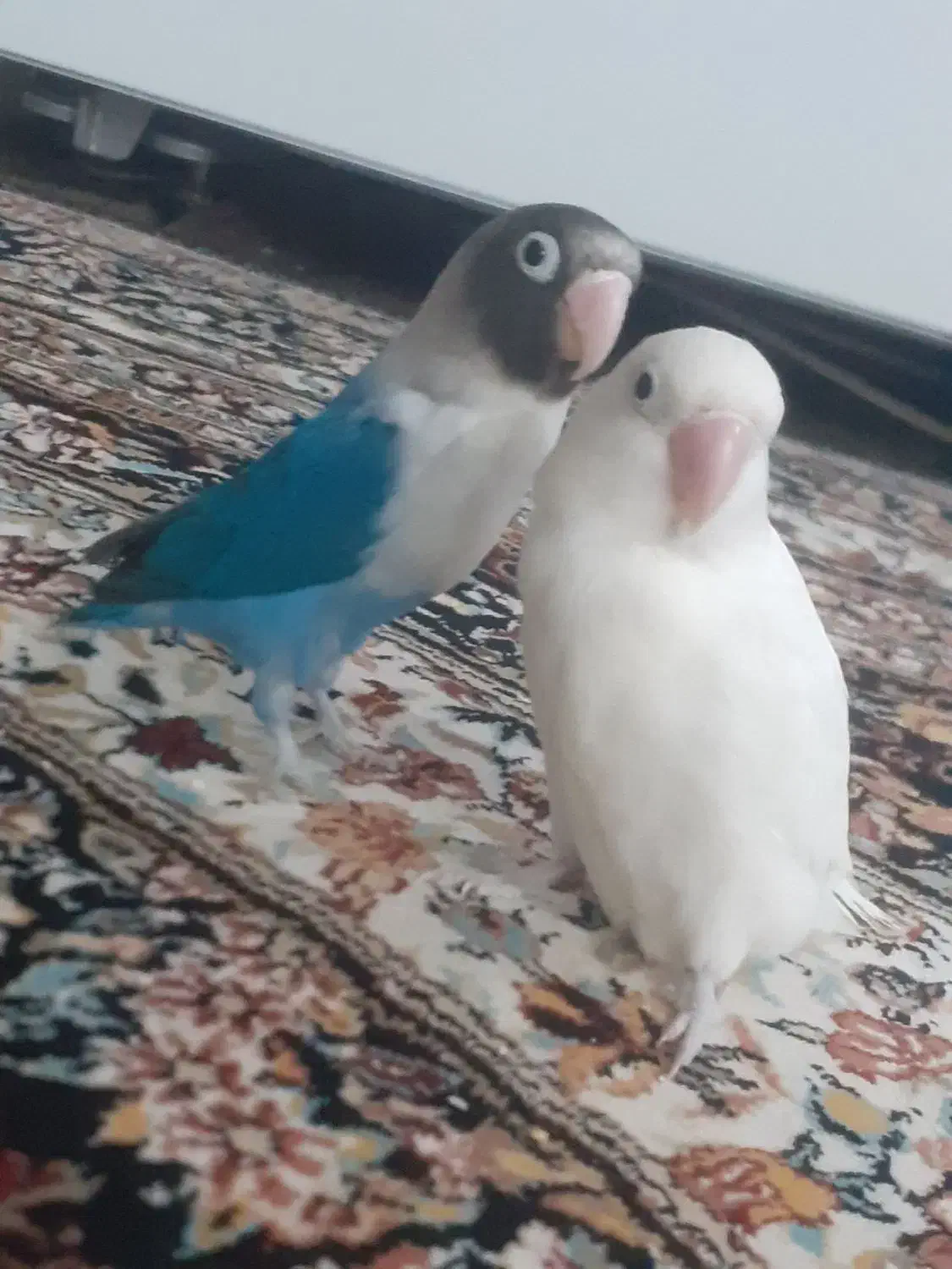 طوطی برزیلی|پرنده|اردبیل, |دیوار