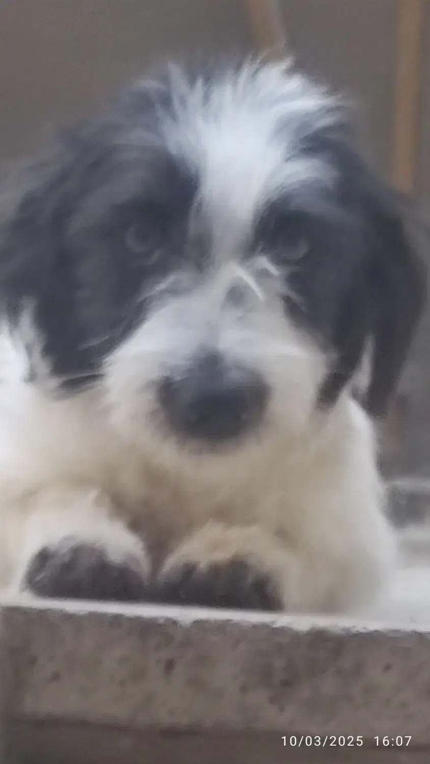 سگ خانگی جس|سگ|ری, علایین|دیوار