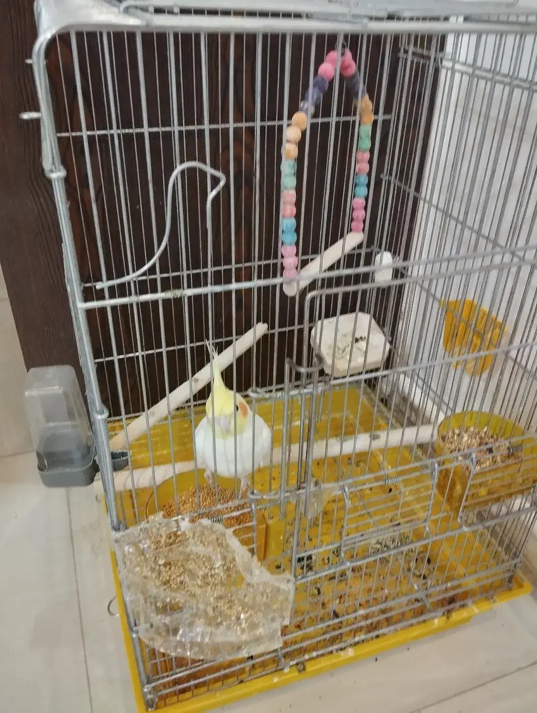 عروس هلندی لتیو|پرنده|هشتگرد, شهرک ولیعصر (مصلی)|دیوار