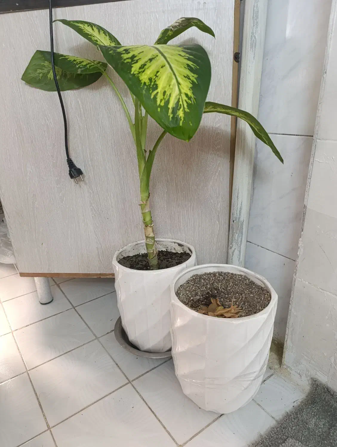 دو عدد گلدان خالی و دو عدد گلدان با گل|گل و گیاه طبیعی|تهران, افسریه جنوبی|دیوار