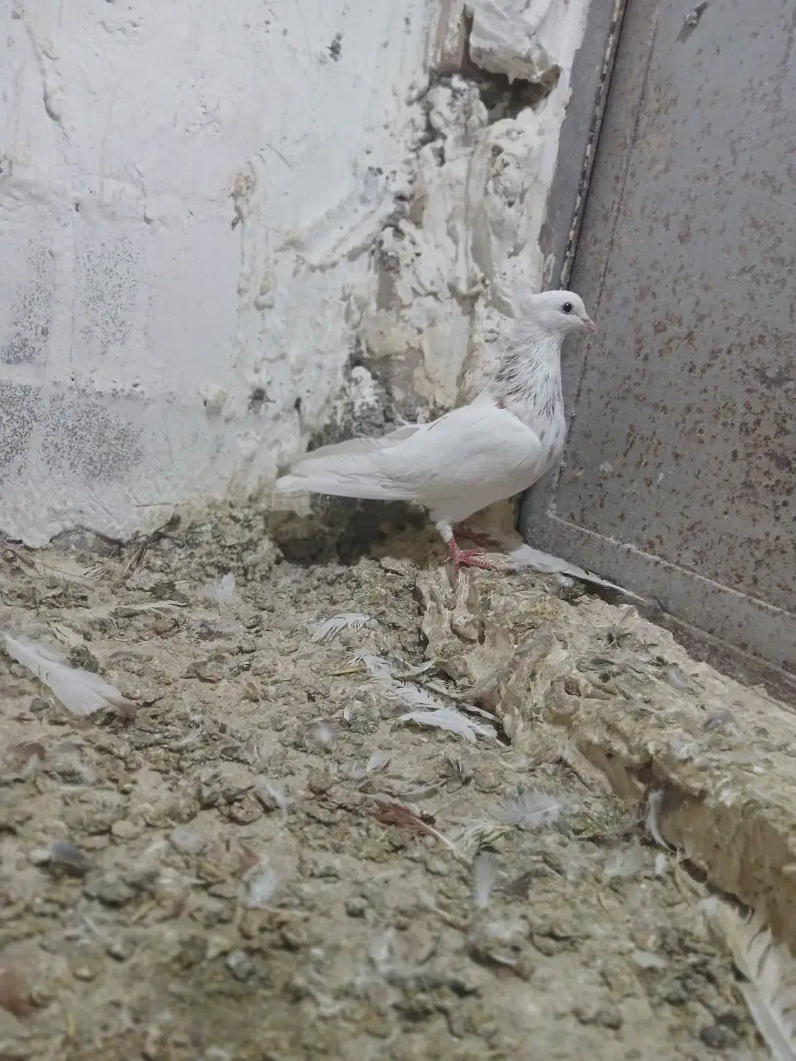 کبوتر پرشی|پرنده|دماوند, دماوند|دیوار