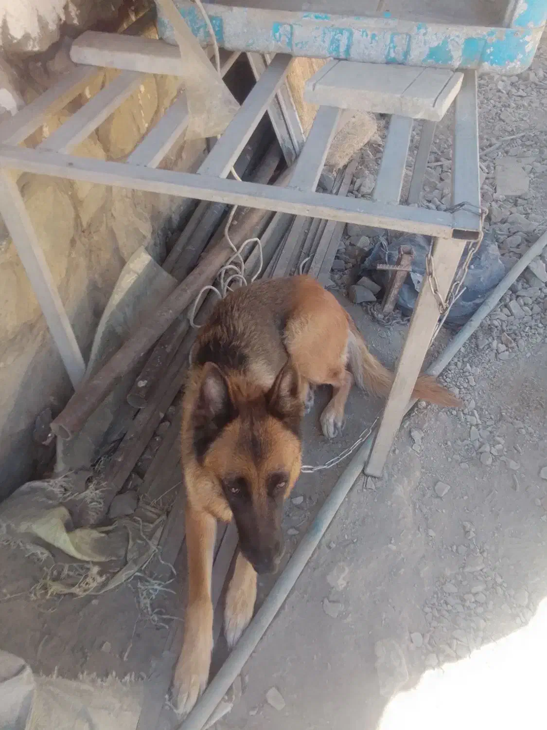 فروش توله سگ ژرمن شپرد|سگ|دماوند, دماوند|دیوار