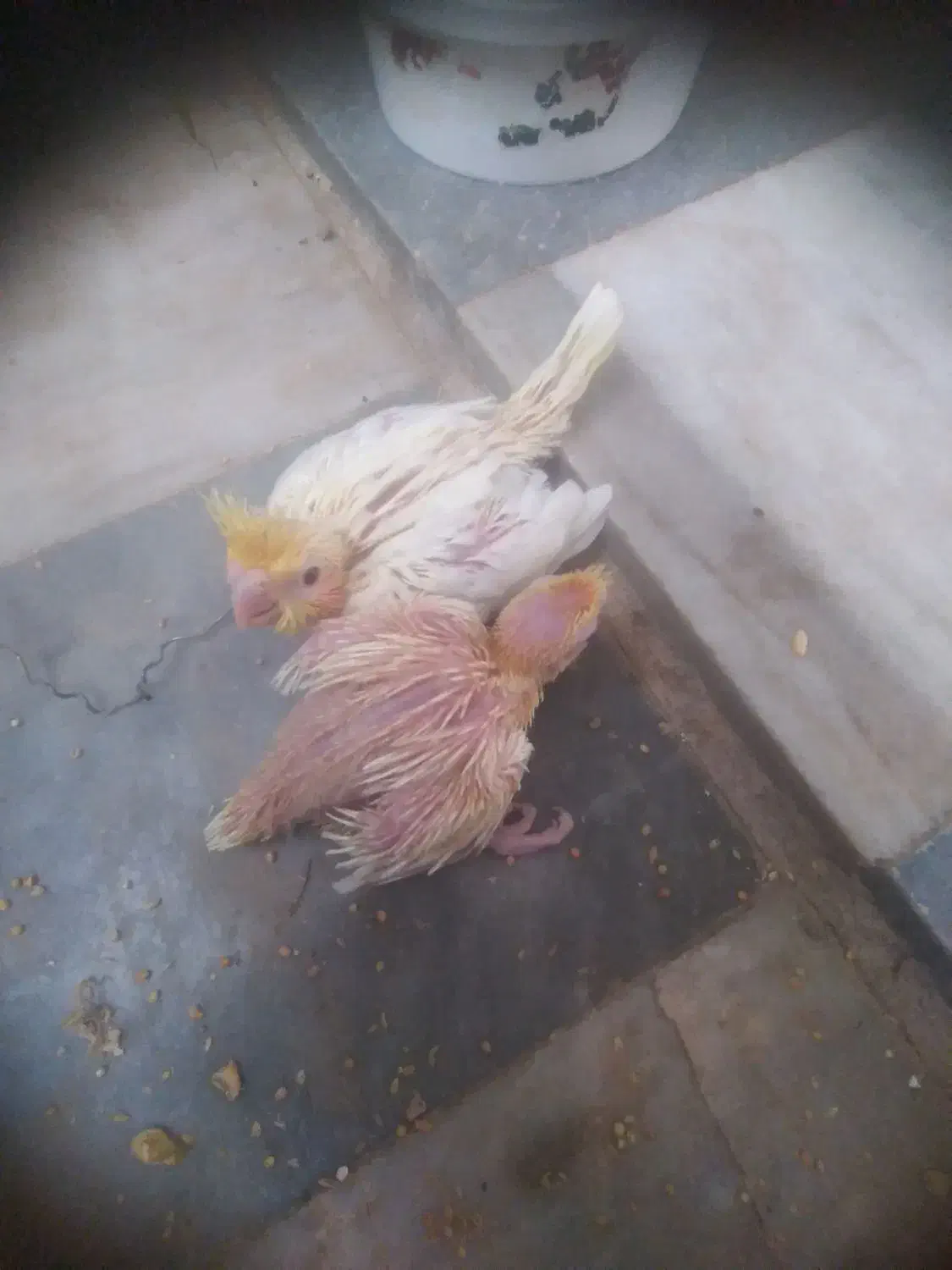 یکجف عروس نروماده مولد ودوعدد جوجه سرلاکی|پرنده|خمین, |دیوار