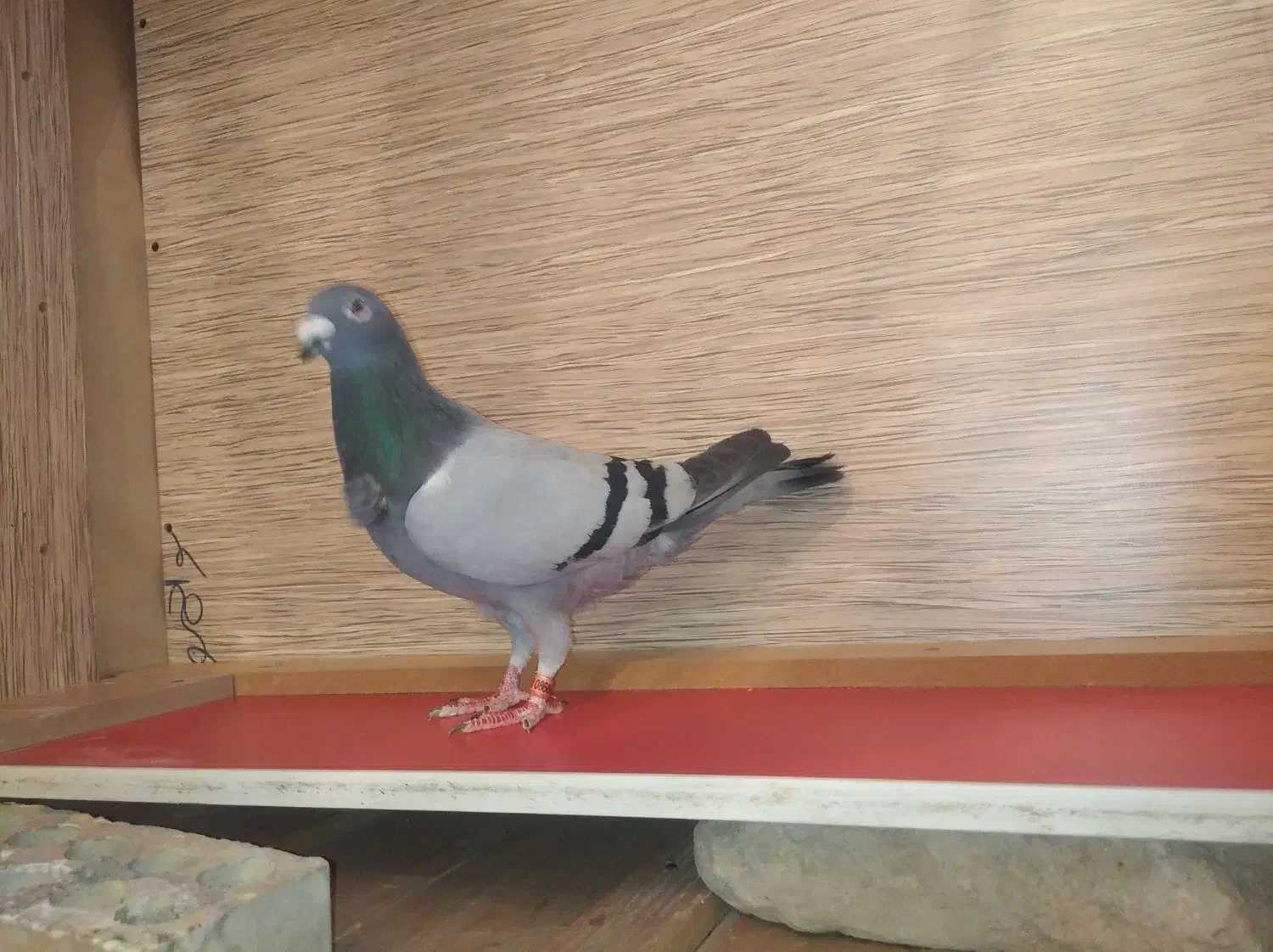 کبوتر پلاکی  مسافتی عراق|پرنده|سنندج, |دیوار