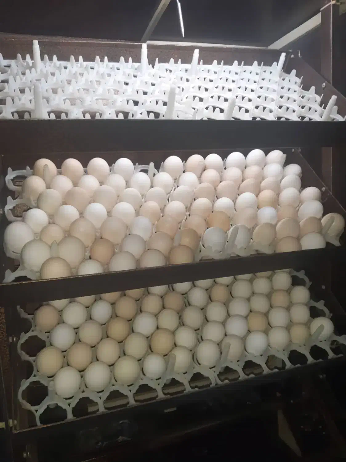 فروش دستگاه جوجه کشی|ماشین‌آلات صنعتی|کازرون, |دیوار