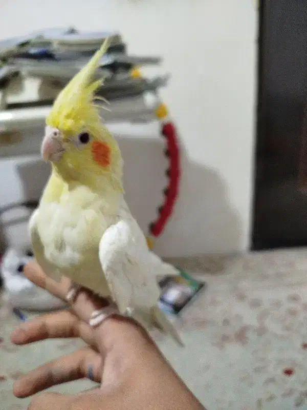 عروس هلندی|پرنده|نورآباد, |دیوار