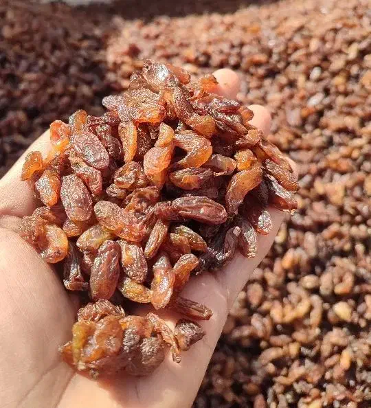 سوپرلوکس خوراکی|خوردنی و آشامیدنی|اشکذر, |دیوار