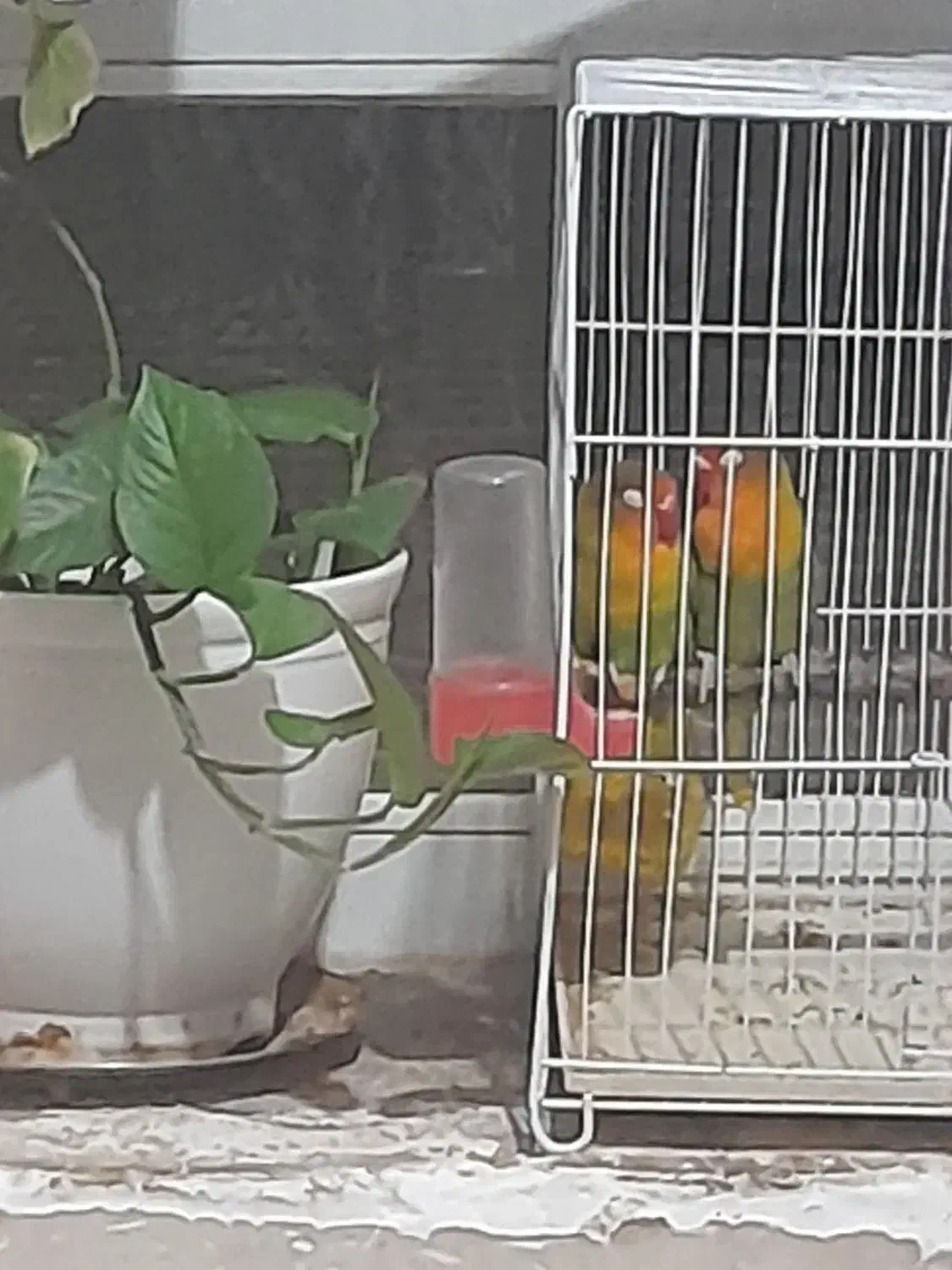 پرنده زینتی کوتوله وقفس|پرنده|خواف, |دیوار