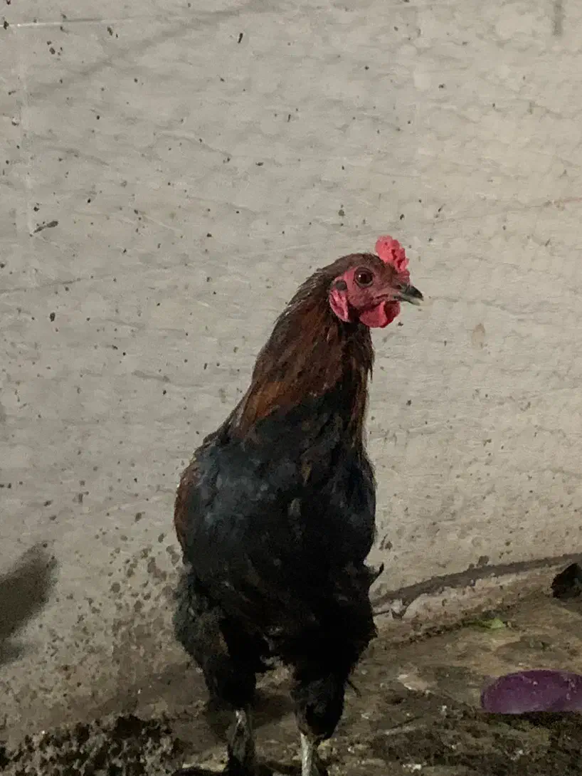 خروس محلی و خروس لاری|حیوانات مزرعه|گرگان, |دیوار