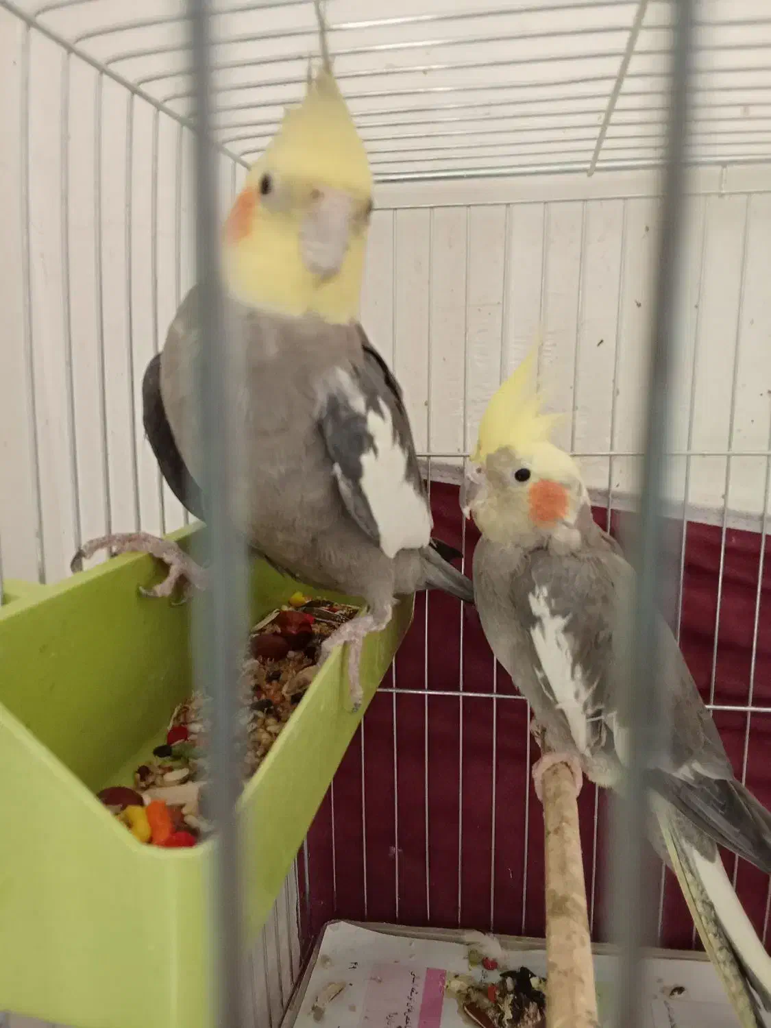 یک جفت عروس هلندی مولد|پرنده|ماکو, |دیوار