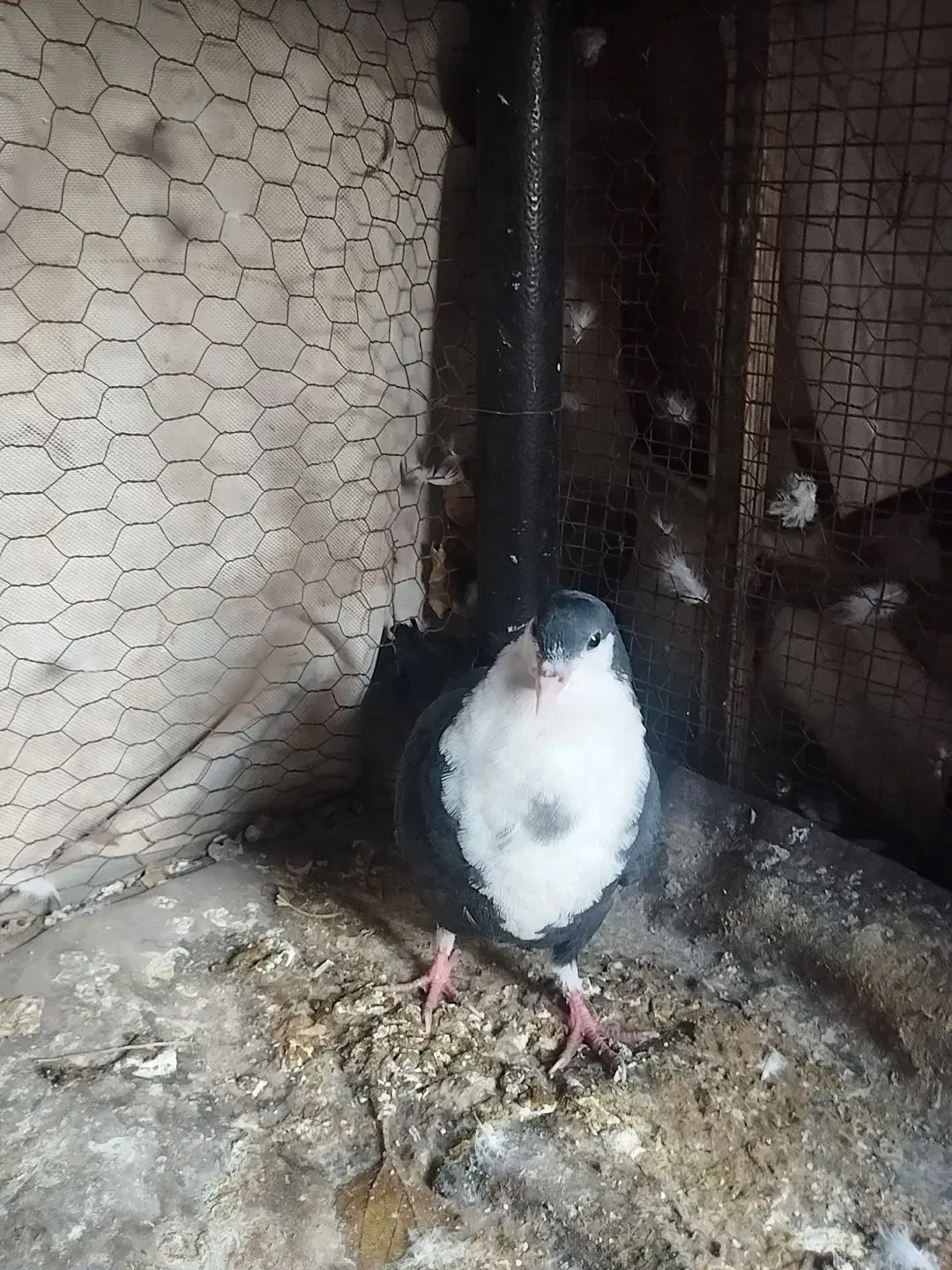 کبوتر کرواتی|پرنده|مشهد, رضاشهر|دیوار