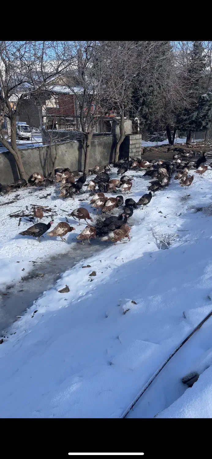 بوقلمون محلی|حیوانات مزرعه|مریوان, |دیوار