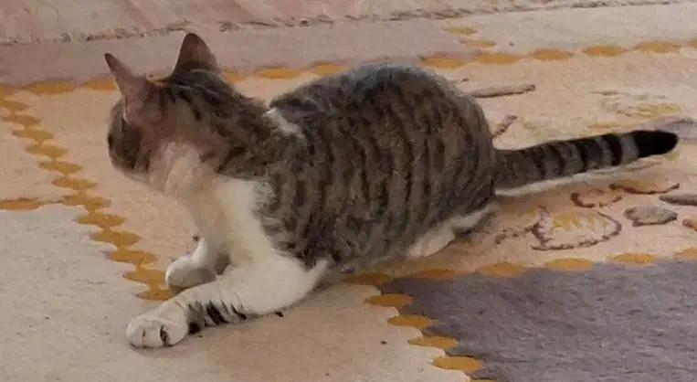 گربه|گربه|رودسر, |دیوار