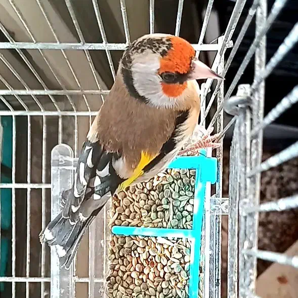 سهره دورگ کراواتی عتیقه مخصوص عشقباز|پرنده|شیراز, باغشهر قصر سبز|دیوار