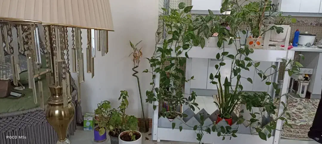 گلخونه ام دی اف|گل و گیاه طبیعی|خرمشهر, |دیوار