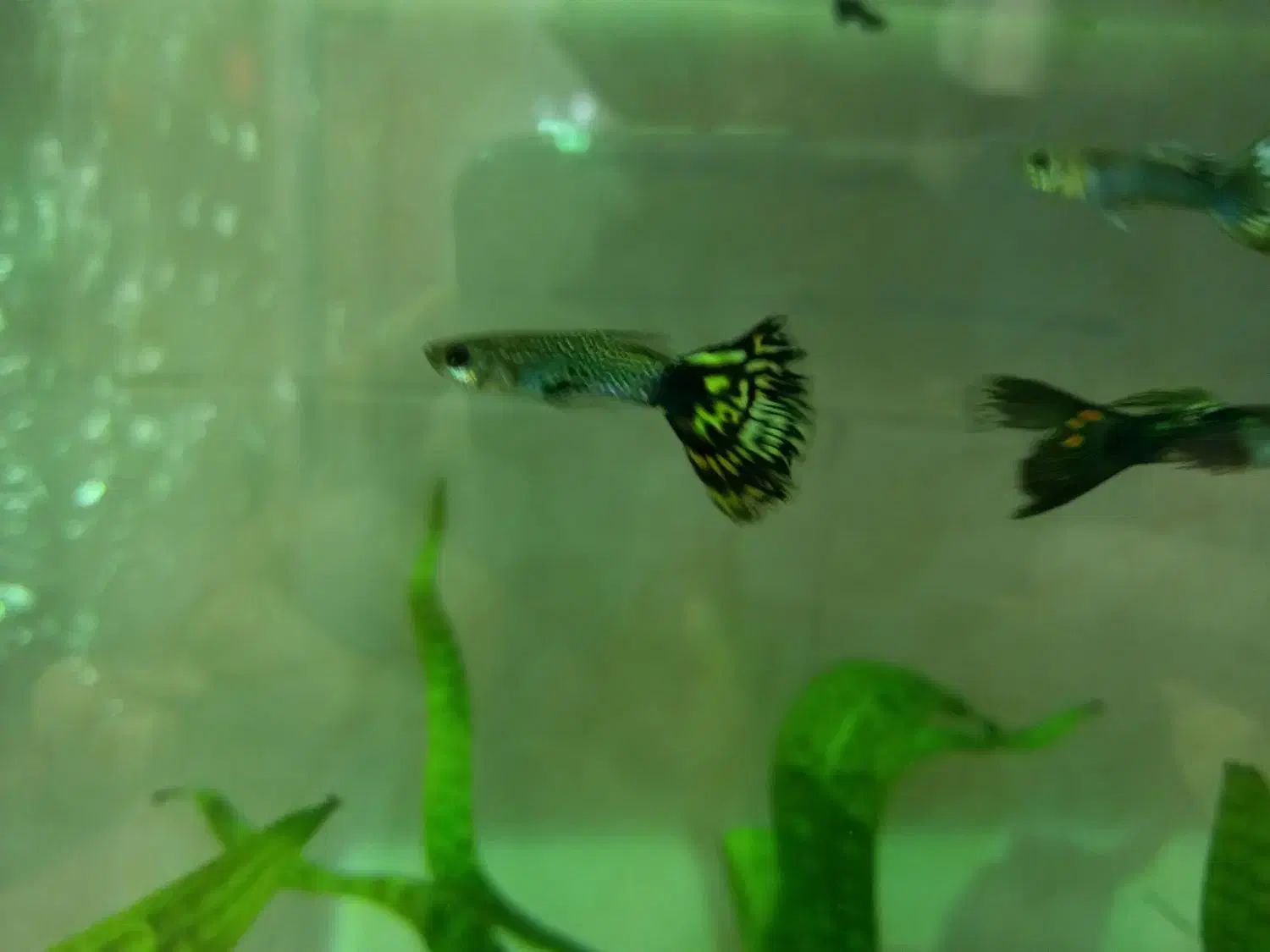 ماهی کپی|ماهی|تبریز, |دیوار