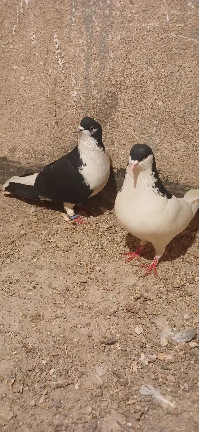 راست و خوشرنگ|پرنده|اقبالیه, |دیوار