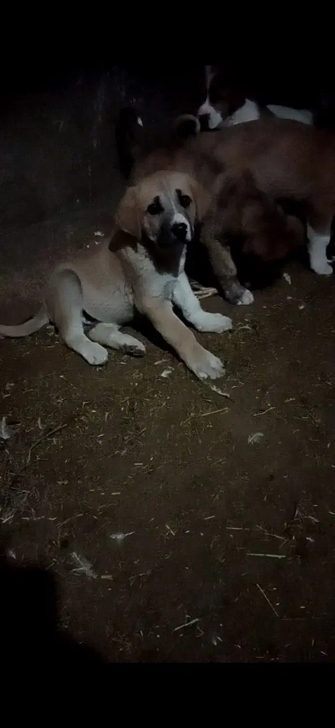 سگ ماده 3ساله|سگ|سبزوار, زینبیه|دیوار