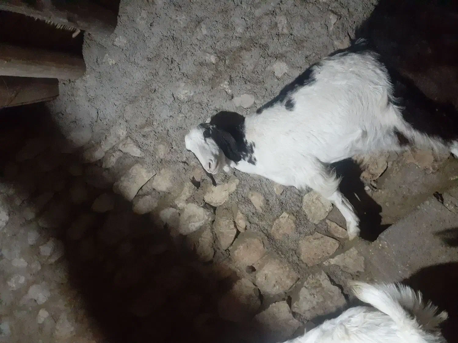 بز آبستن|حیوانات مزرعه|سرپل ذهاب, |دیوار