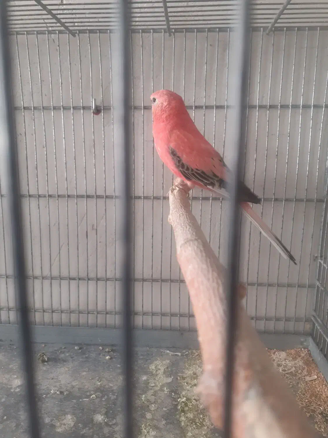 فنچ بنگالی. کراواتی و رز بورک|پرنده|تبریز, |دیوار