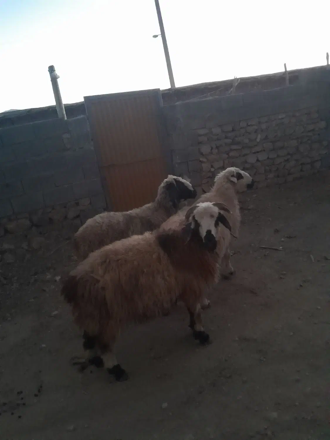فروش شیشک داشت|حیوانات مزرعه|پادنا علیا, |دیوار