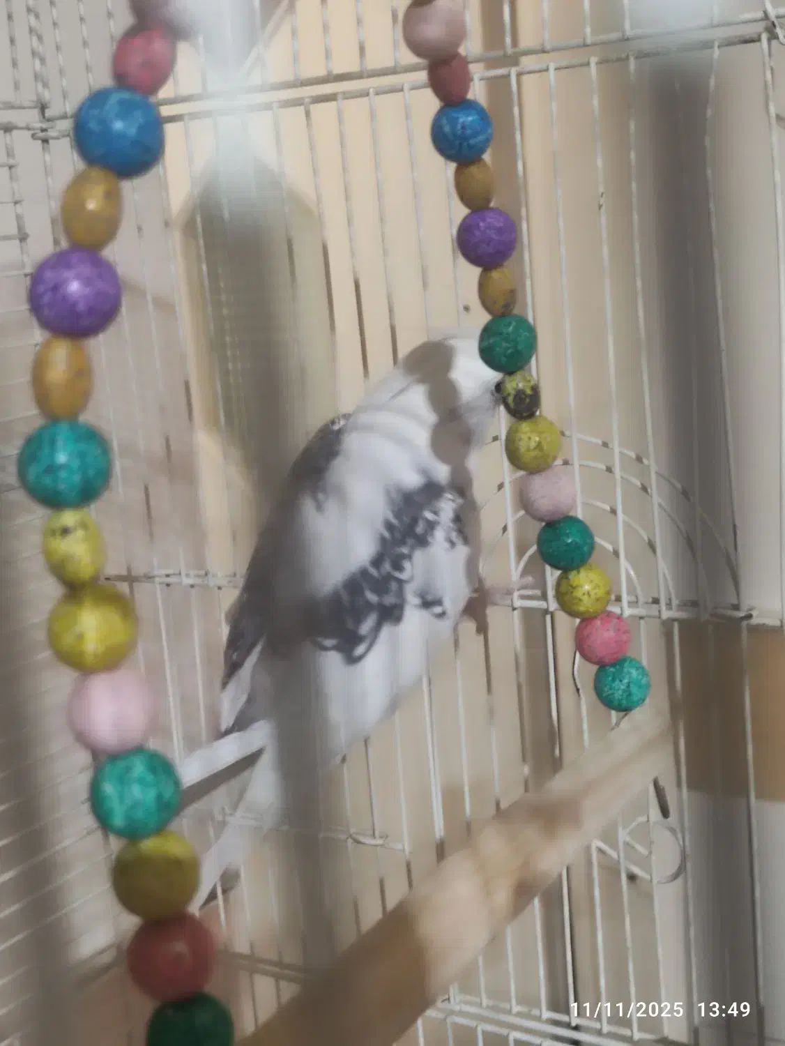 نرو دوکت عروس|پرنده|قم, شهرک امام حسن|دیوار