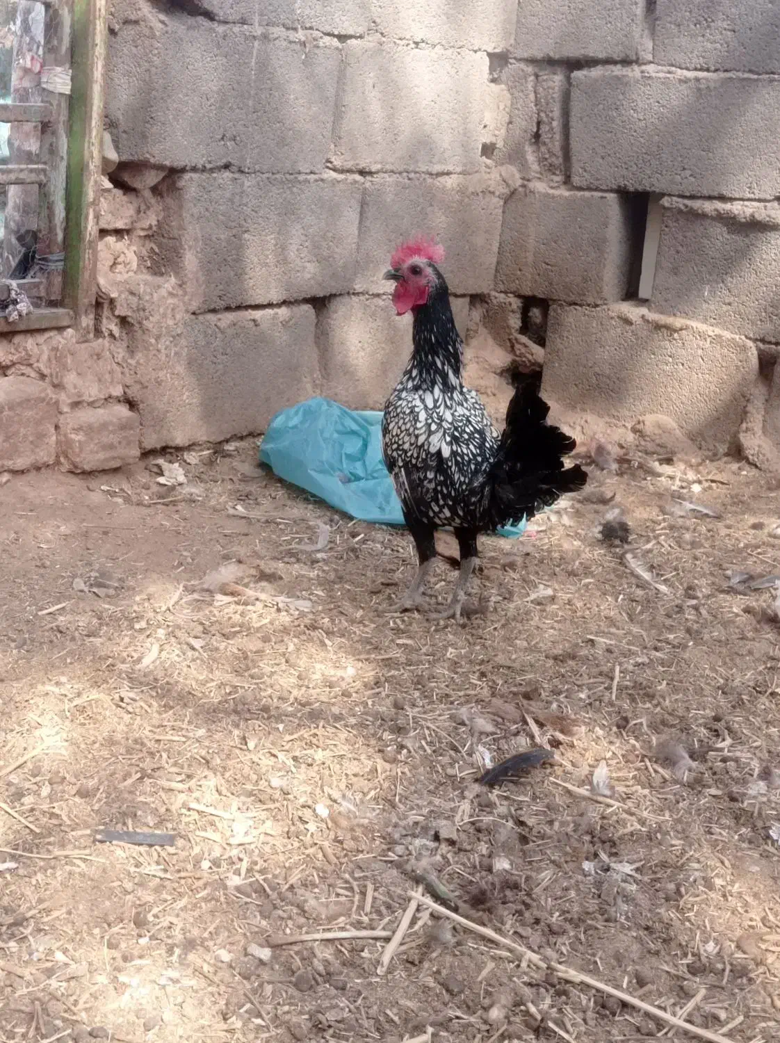 مرغ و خروس مینیاتوری|پرنده|پائین جام, |دیوار