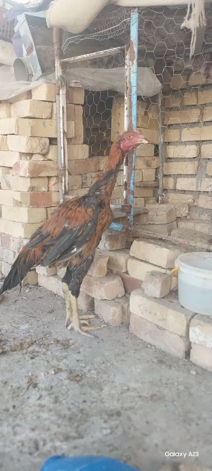 لاری اصیل|حیوانات مزرعه|تربت جام, شهید مدرس|دیوار